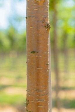 Prunus maackii 'Amber Beauty' hochstamm 10/12