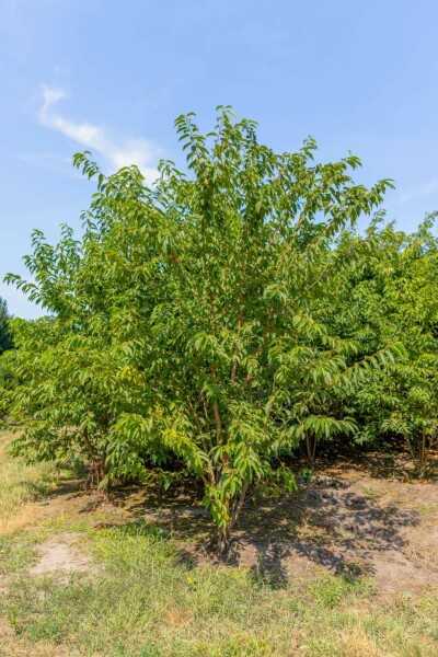 Prunus maackii 'Amber Beauty' mehrstämmig 200-250