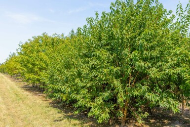 Prunus maackii 'Amber Beauty' mehrstämmig