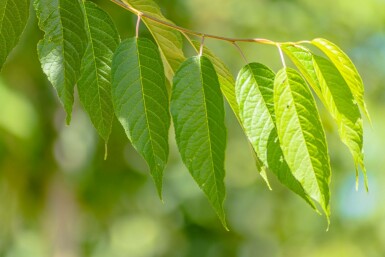 Prunus maackii 'Amber Beauty' mehrstämmig 200-250