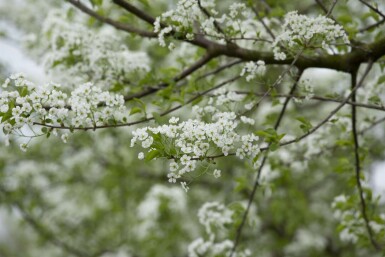 Prunus mahaleb mehrstämmig