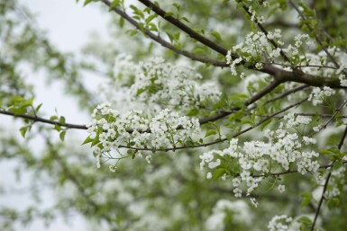 Prunus mahaleb mehrstämmig 200-250