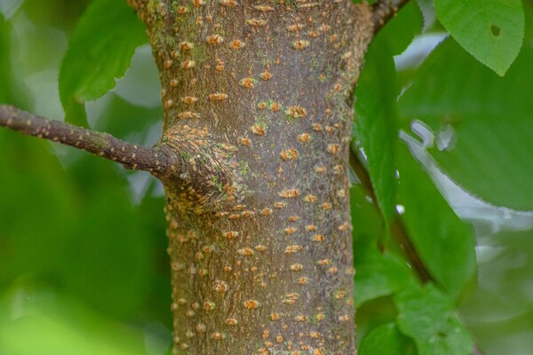 Prunus padus