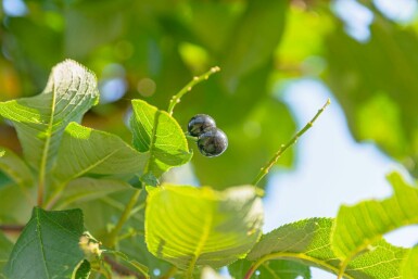 Prunus padus hochstamm 10/12