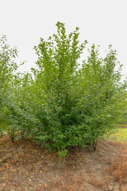 Prunus padus mehrstämmig