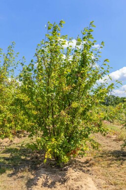 Prunus padus mehrstämmig