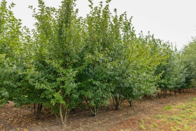 Prunus padus mehrstämmig 200-250