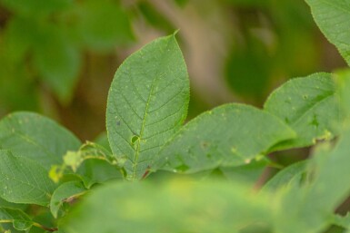 Prunus padus mehrstämmig 200-250