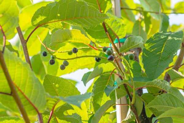 Prunus padus 'Watereri'