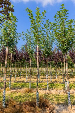 Prunus padus 'Watereri' hochstamm