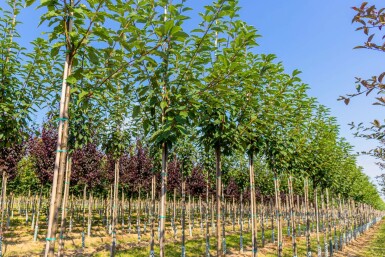 Prunus padus 'Watereri' hochstamm