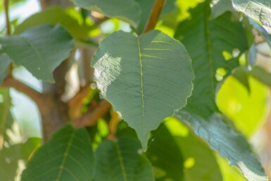 Prunus padus 'Watereri' hochstamm 10/12