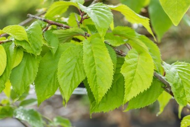 Prunus sargentii