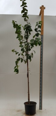 Prunus sargentii hochstamm