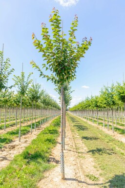 Prunus sargentii hochstamm