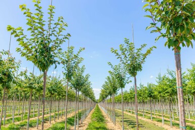 Prunus sargentii hochstamm 10/12