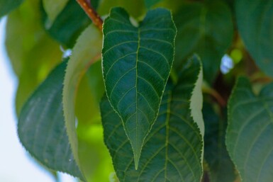 Prunus sargentii hochstamm 10/12