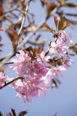 Prunus sargentii hochstamm 10/12