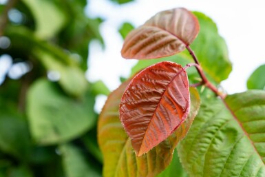 Prunus sargentii mehrstämmig 200-250