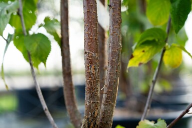 Prunus sargentii mehrstämmig 200-250