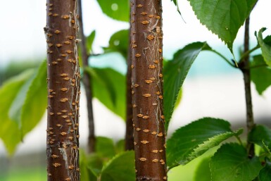 Prunus sargentii mehrstämmig 200-250