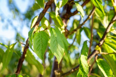 Prunus serrula