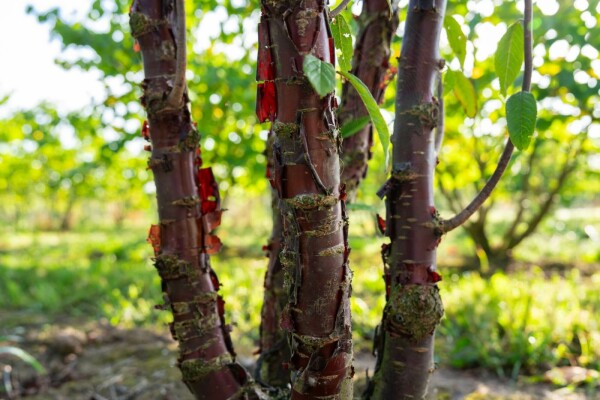 Prunus serrula