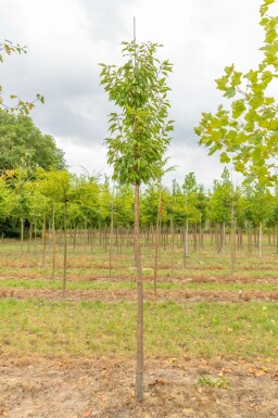 Prunus serrula hochstamm 6/8