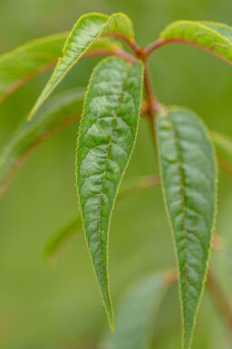 Prunus serrula hochstamm 6/8