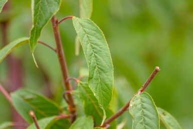 Prunus serrula hochstamm 6/8