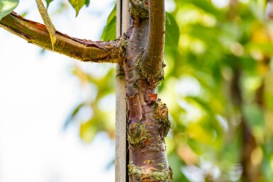 Prunus serrula hochstamm 6/8