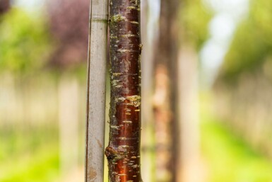 Prunus serrula hochstamm 6/8