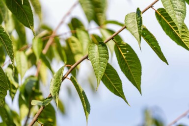 Prunus serrula hochstamm 6/8