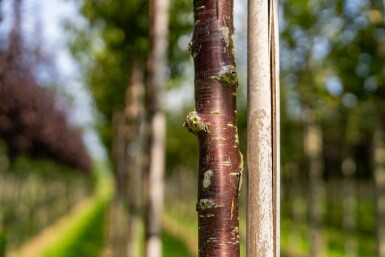 Prunus serrula hochstamm 6/8