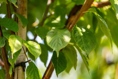 Prunus serrula hochstamm 6/8