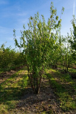 Prunus serrula mehrstämmig