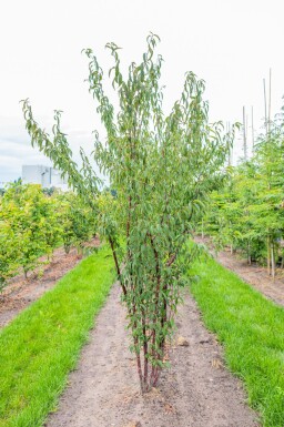 Prunus serrula mehrstämmig