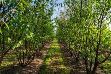 Prunus serrula mehrstämmig 200-250