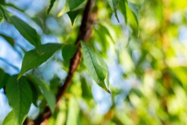 Prunus serrula mehrstämmig 200-250