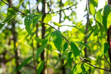 Prunus serrula mehrstämmig 200-250