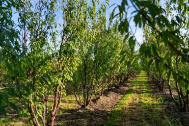 Prunus serrula mehrstämmig 200-250