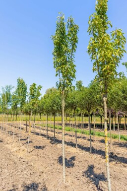 Prunus serrulata 'Amanogawa' hochstamm 10/12