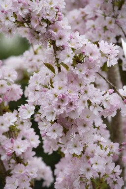 Prunus serrulata 'Amanogawa' hochstamm 10/12