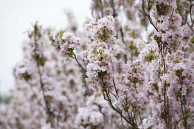 Prunus serrulata 'Amanogawa' stammbusch 12/14