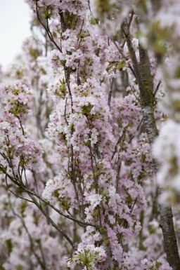 Prunus serrulata 'Amanogawa' mehrstämmig 200-250