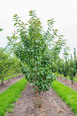 Prunus serrulata 'Kanzan' mehrstämmig 200-250