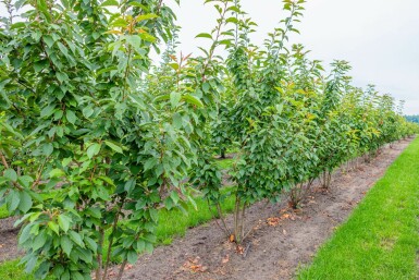 Prunus serrulata 'Kanzan' mehrstämmig