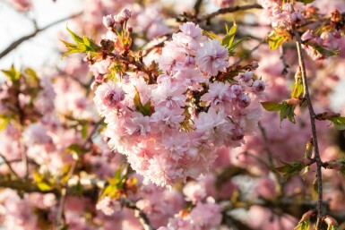 Prunus serrulata 'Kanzan' mehrstämmig 200-250