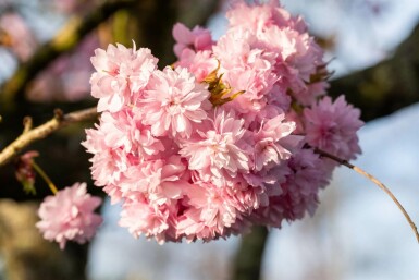 Prunus serrulata 'Kanzan' mehrstämmig 200-250