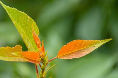 Prunus serrulata 'Kanzan' mehrstämmig 200-250